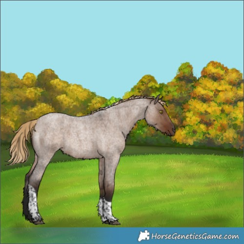 Horse Color:Liver Red Dun Roan Tobiano 