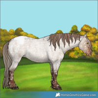 Horse Color:Liver Red Dun Roan Snowcap 