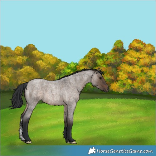 Horse Color:Brown Roan Dun Sabino 