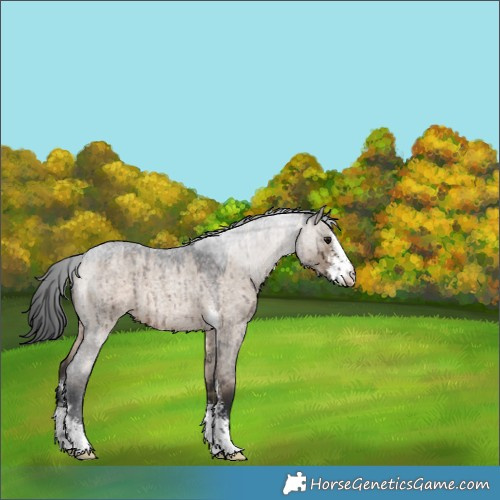Horse Color:Brown Roan Dun Sabino Varnish Rabicano Brindle