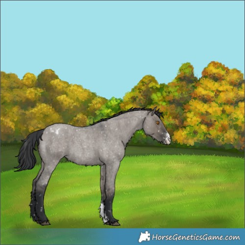 Horse Color:Grullo Roan Sabino Snowflake Varnish Rabicano