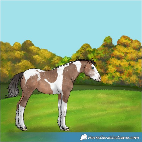 Horse Color:Sable Champagne Sabino Splash Tobiano Snowcap 