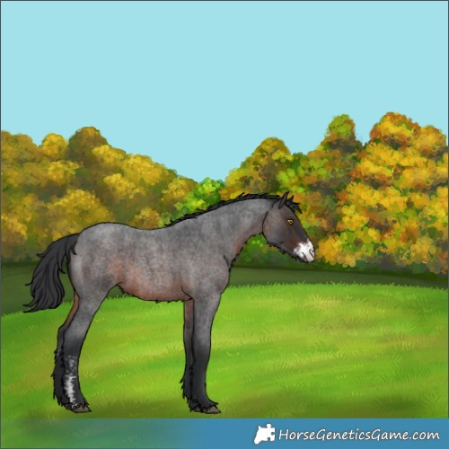 Horse Color:Brown Roan Sabino Rabicano 