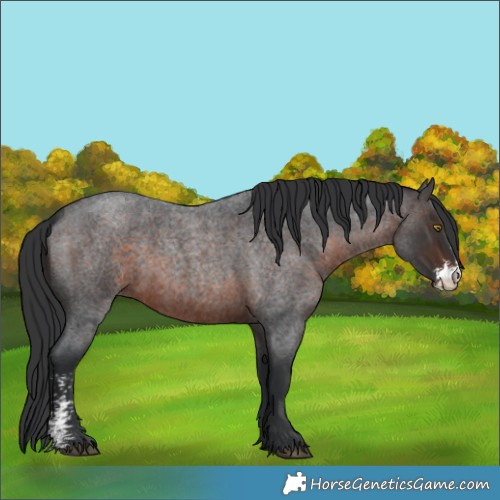 Horse Color:Brown Roan Sabino Rabicano