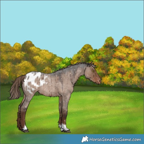 Horse Color:Liver Red Dun Roan Tobiano Blanket Brindle
