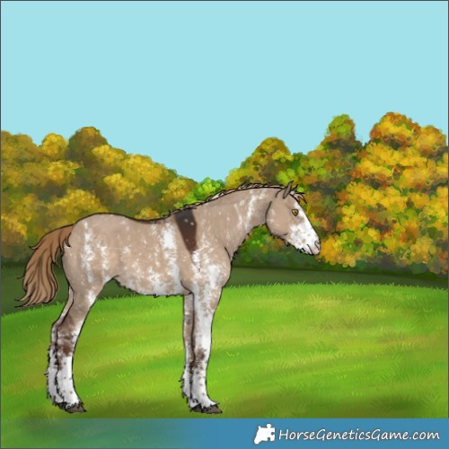 Horse Color:Liver Red Dun Sabino Snowflake Varnish Rabicano 