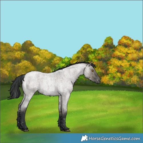 Horse Color:Grullo Roan Snowflake Varnish Rabicano 