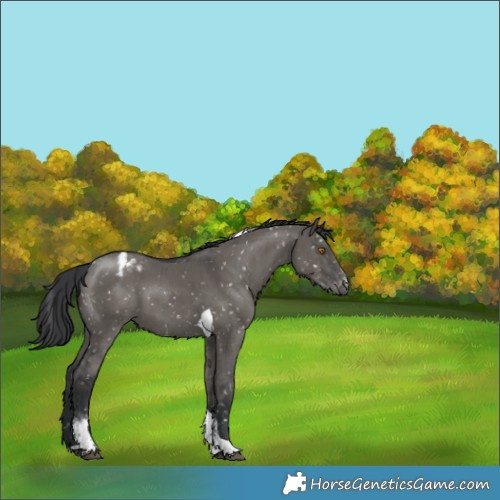 Horse Color:Grullo Sabino Tobiano Blanket Rabicano Brindle 