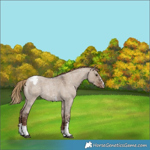 Horse Color:Liver Red Dun Roan Sabino Snowflake Varnish