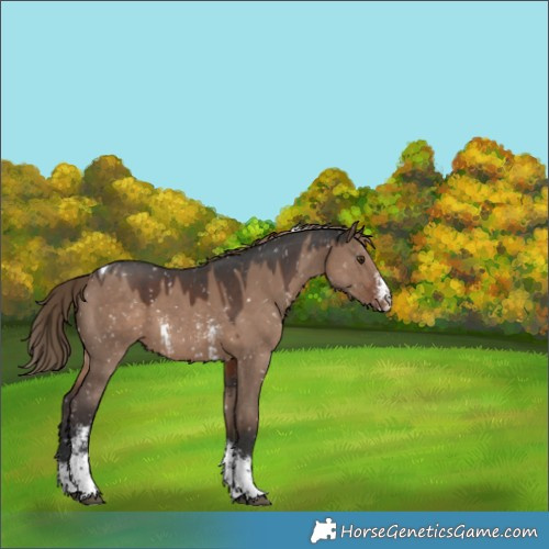 Horse Color:Liver Red Dun Sabino Tobiano Snowflake Varnish