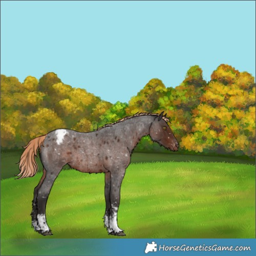 Horse Color:Liver Red Roan Sabino Snowflake VarnishRabicano 