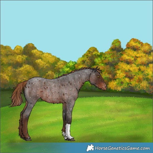 Horse Color:Liver Red Roan Tobiano Snowflake VarnishRabicano 