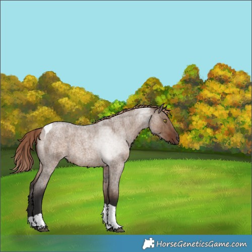 Horse Color:Liver Red Dun Roan Tobiano Brindle 