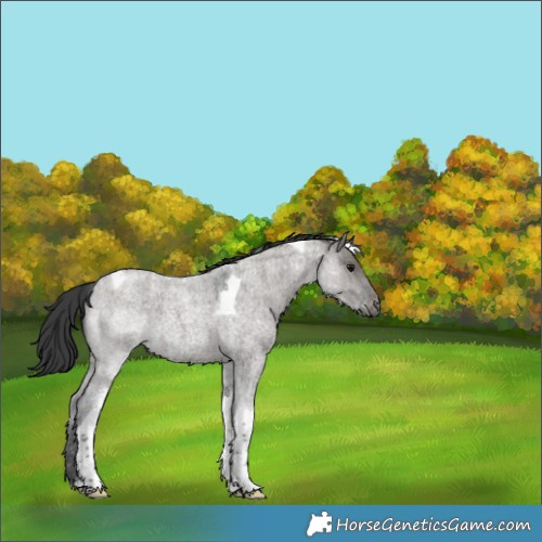 Horse Color:Grullo Roan Tobiano Snowflake Varnish 
