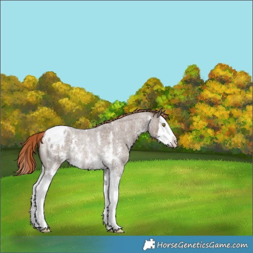 Horse Color:Liver Red Dun Roan Sabino Splash Blanket Rabicano Brindle