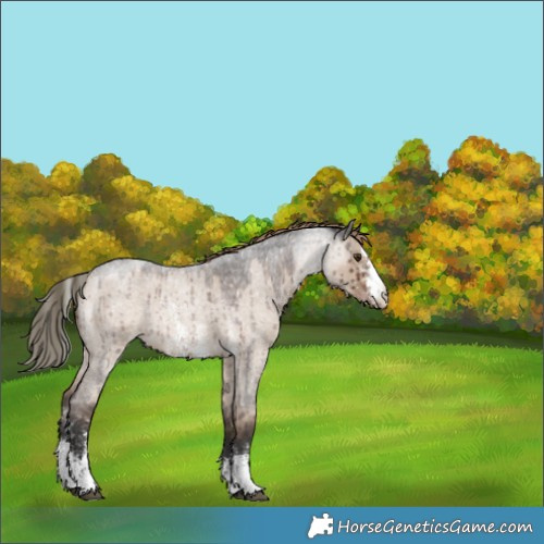Horse Color:Liver Red Dun Roan Sabino Snowflake Varnish Rabicano Brindle 