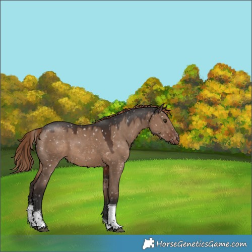 Horse Color:Liver Red Dun Sabino Tobiano Snowflake Varnish