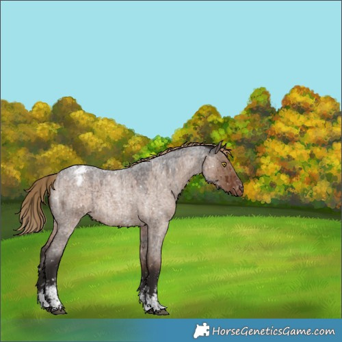Horse Color:Liver Red Dun Roan Sabino Snowflake Varnish Brindle 