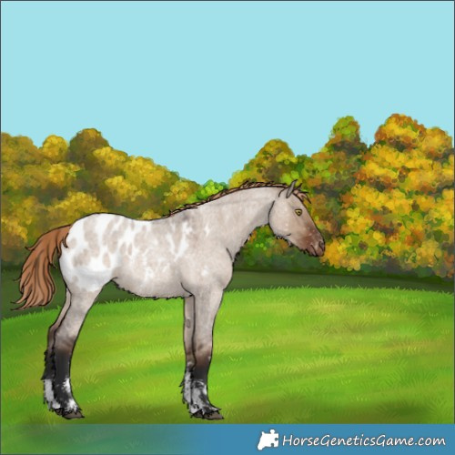 Horse Color:Liver Red Dun Roan Sabino Appaloosa Rabicano 