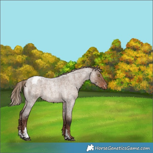 Horse Color:Liver Red Dun Roan Sabino Blanket Rabicano Brindle 