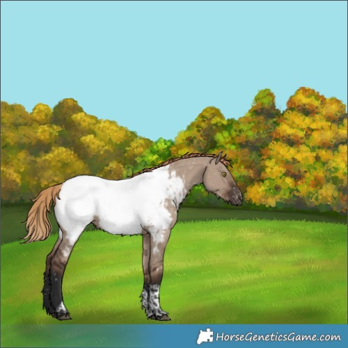 Horse Color:Liver Red Dun Tobiano Near Fewspot Rabicano 