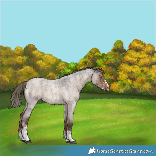 Horse Color:Liver Red Dun Roan Sabino Brindle 