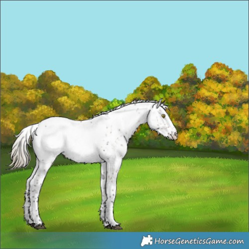Horse Color:Liver Red Dun Sabino Snowcap Rabicano Brindle