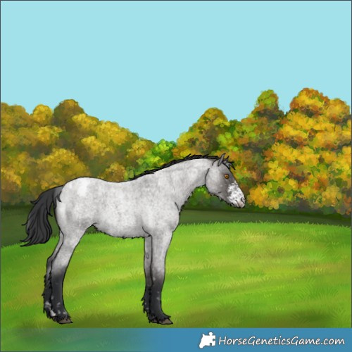 Horse Color:Grullo Roan Sabino Blanket Brindle 