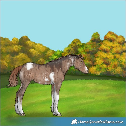 Horse Color:Liver Red Dun Sabino Tobiano Snowflake VarnishBrindle