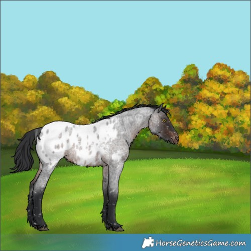 Horse Color:Brown Roan Sabino Appaloosa 