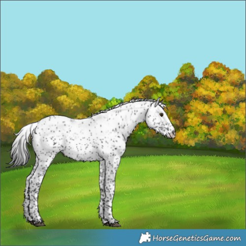 Horse Color:Black Sabino Appaloosa Rabicano 