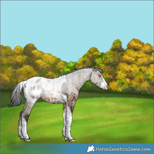 Horse Color:Brown Dun Sabino Tobiano Appaloosa Brindle 