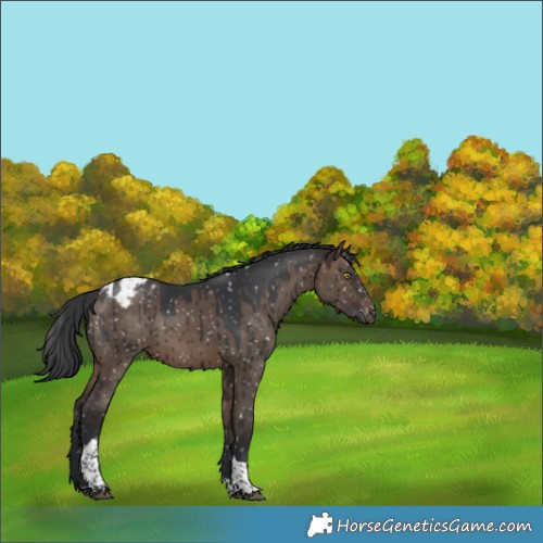 Horse Color:Brown Dun Sabino Tobiano Blanket Brindle
