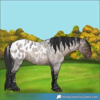 Horse Color:Brown Roan Dun Appaloosa Rabicano Brindle