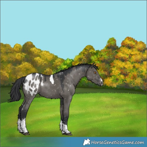 Horse Color:Grullo Sabino Tobiano Blanket Rabicano