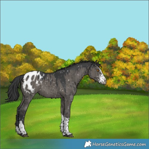 Horse Color:Grullo Sabino Splash Tobiano Appaloosa Brindle 