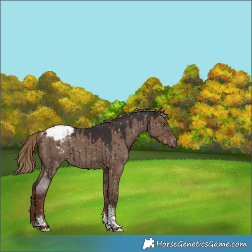 Horse Color:Liver Red Dun Sabino Tobiano Appaloosa Brindle 
