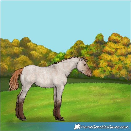 Horse Color:Liver Red Dun Roan Snowflake Varnish