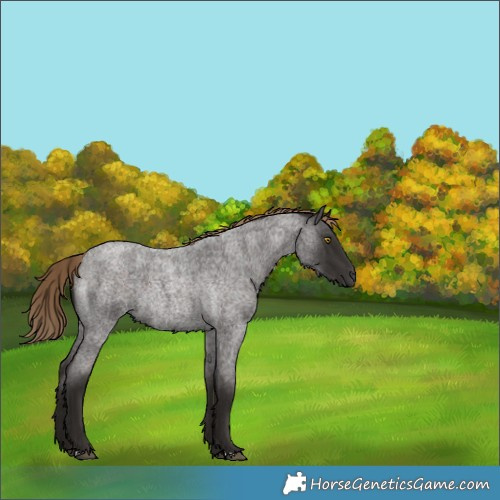 Horse Color:Liver Red Roan Rabicano 