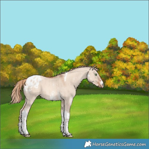 Horse Color:Gold Champagne Dun Sabino Tobiano Appaloosa Brindle