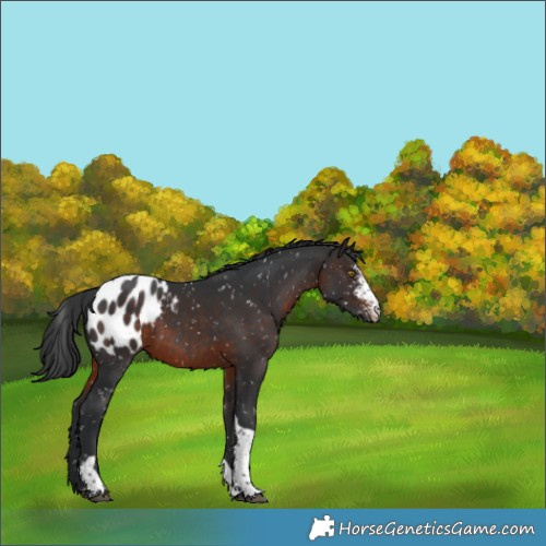 Horse Color:Brown Sabino Tobiano Appaloosa Rabicano 