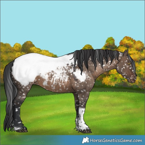 Horse Color:Brown Dun Tobiano Appaloosa Rabicano