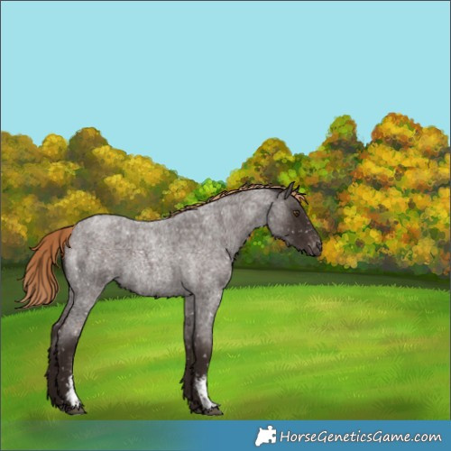 Horse Color:Liver Red Roan Sabino Appaloosa 