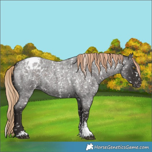 Horse Color:Liver Red Roan Sabino Appaloosa Rabicano