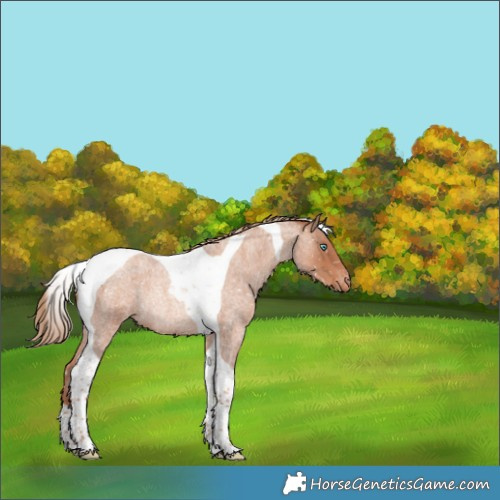 Horse Color:Gold Champagne Roan Tobiano Appaloosa Rabicano