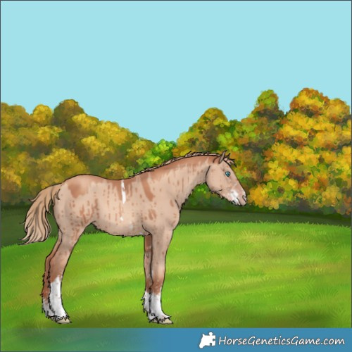 Horse Color:Gold Champagne Dun Sabino Tobiano Brindle 