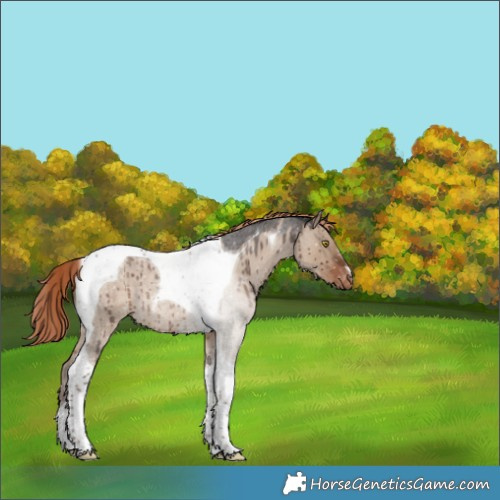 Horse Color:Liver Red Dun Roan Tobiano Appaloosa Rabicano Brindle