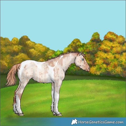 Horse Color:Gold Champagne Roan Dun Tobiano Appaloosa Rabicano Brindle