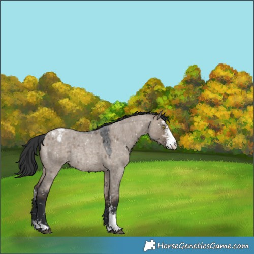 Horse Color:Brown Roan Dun Sabino Appaloosa Rabicano 