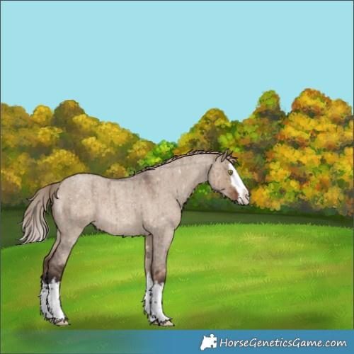 Horse Color:Liver Red Dun Roan Splash Appaloosa Rabicano Brindle 